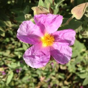 Photographie n°141149 du taxon Cistus albidus L. [1753]