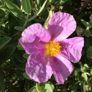 Photographie n°141150 du taxon Cistus albidus L. [1753]