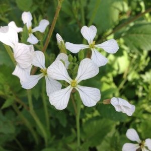 Photographie n°141154 du taxon Raphanus raphanistrum subsp. raphanistrum