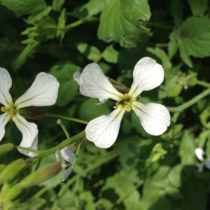 Photographie n°141155 du taxon Raphanus raphanistrum subsp. raphanistrum