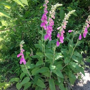 Photographie n°141161 du taxon Digitalis purpurea subsp. purpurea 