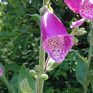 Photographie n°141162 du taxon Digitalis purpurea subsp. purpurea 