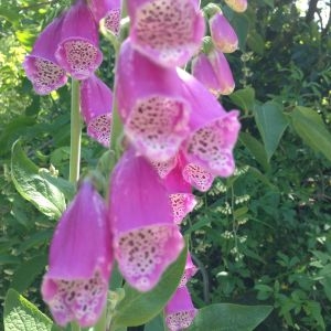 Photographie n°141163 du taxon Digitalis purpurea subsp. purpurea 