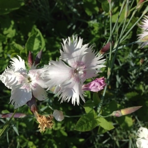 Photographie n°141175 du taxon Dianthus plumarius L. [1753]