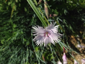 Hervé GOËAU, le  5 juin 2013 (Paris (Jardin des Plantes))