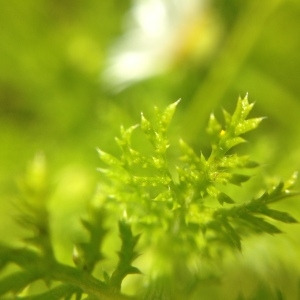 Photographie n°141229 du taxon Anthemis cotula L. [1753]