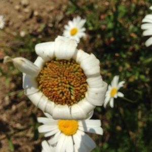 Photographie n°141239 du taxon Leucanthemum vulgare Lam. [1779]