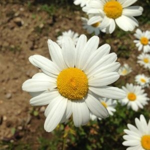 Photographie n°141245 du taxon Leucanthemum vulgare Lam. [1779]