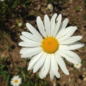 Photographie n°141248 du taxon Leucanthemum vulgare Lam. [1779]