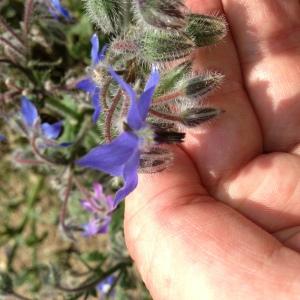 Photographie n°141289 du taxon Borago officinalis L. [1753]