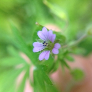 Photographie n°141332 du taxon Geranium pusillum L. [1759]