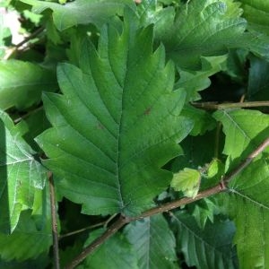  - Zelkova carpinifolia (Pall.) K.Koch [1849]