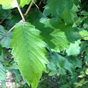  - Zelkova carpinifolia (Pall.) K.Koch [1849]