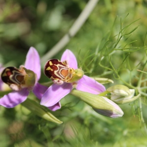 Photographie n°141364 du taxon Ophrys apifera subsp. apifera