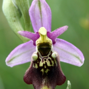 Photographie n°141415 du taxon Ophrys fuciflora (F.W.Schmidt) Moench [1802]