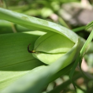 Photographie n°141464 du taxon Colchicum autumnale L. [1753]