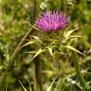 Photographie n°142314 du taxon Silybum marianum (L.) Gaertn. [1791]