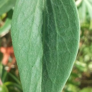 Photographie n°143431 du taxon Centranthus ruber (L.) DC.