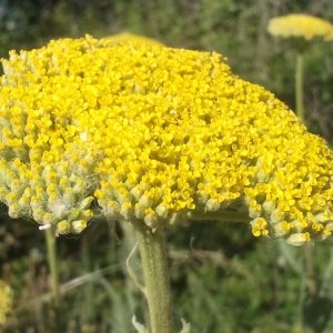  - Achillea filipendulina Lam. [1783]