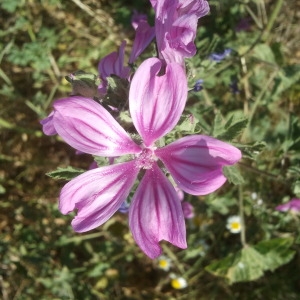  - Malva sylvestris L.