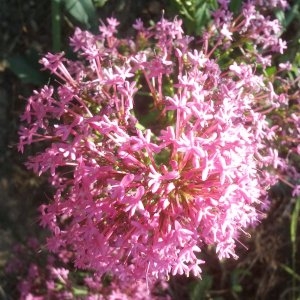 Photographie n°143583 du taxon Centranthus ruber (L.) DC.