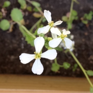 Photographie n°143753 du taxon Raphanus sativus L. [1753]