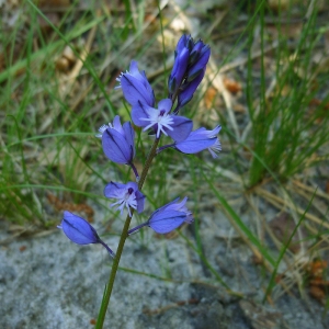 Photographie n°145041 du taxon Polygala L. [1753]