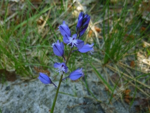 Guy LIBANTE, le 26 mai 2013 (Carcans (Ste Hélène de l'Etang))