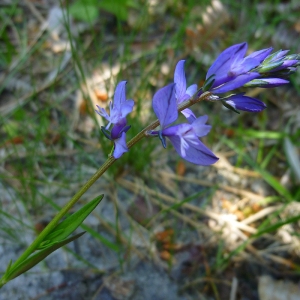 Polygala sp.