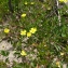  Guy LIBANTE - Potentilla erecta (L.) Räusch. [1797]