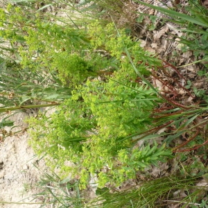 Photographie n°145862 du taxon Euphorbia stricta L. [1759]