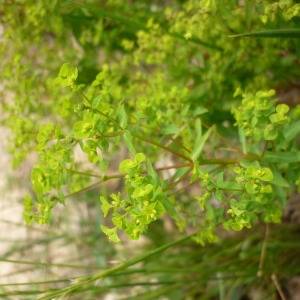 Photographie n°145863 du taxon Euphorbia stricta L. [1759]