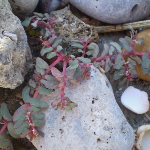 Photographie n°145893 du taxon Euphorbia peplis L. [1753]