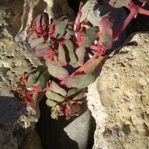 Photographie n°145895 du taxon Euphorbia peplis L. [1753]