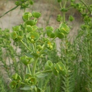 Photographie n°145902 du taxon Euphorbia paralias L. [1753]
