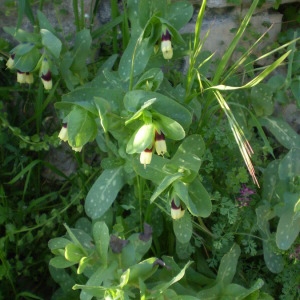 Photographie n°145904 du taxon Cerinthe major L. [1753]