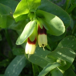 Photographie n°145905 du taxon Cerinthe major L. [1753]
