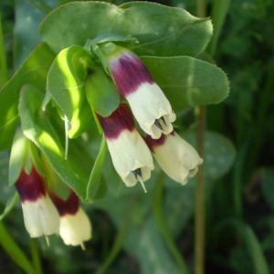 Photographie n°145906 du taxon Cerinthe major L. [1753]