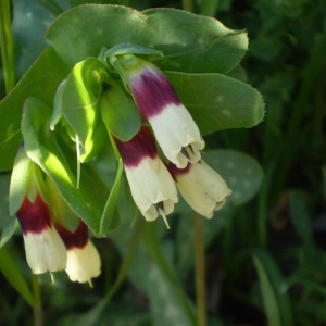  - Cerinthe major L. [1753]