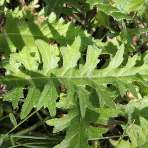 Photographie n°145908 du taxon Cirsium tuberosum (L.) All. [1785]