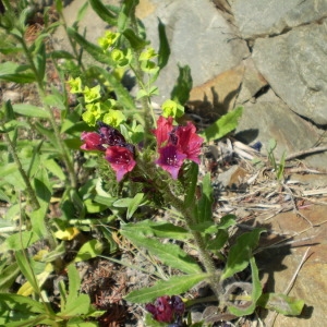 Photographie n°145909 du taxon Echium creticum L. [1753]