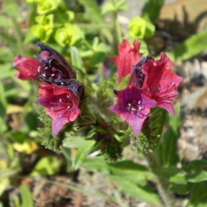 Photographie n°145910 du taxon Echium creticum L. [1753]