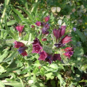 Photographie n°145912 du taxon Echium creticum L. [1753]