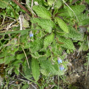 Photographie n°145915 du taxon Borago pygmaea (DC.) Chater & Greuter [1972]