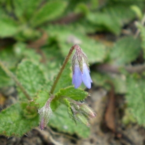 Photographie n°145916 du taxon Borago pygmaea (DC.) Chater & Greuter [1972]