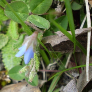 Photographie n°145917 du taxon Borago pygmaea (DC.) Chater & Greuter [1972]