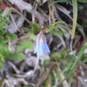 Photographie n°145919 du taxon Borago pygmaea (DC.) Chater & Greuter [1972]