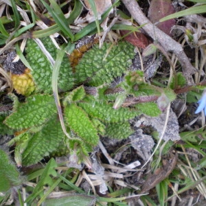  - Borago pygmaea (DC.) Chater & Greuter [1972]