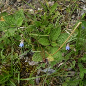  - Borago pygmaea (DC.) Chater & Greuter [1972]