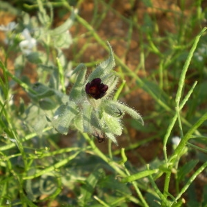 Photographie n°145937 du taxon Nonea erecta Bernh. [1800]